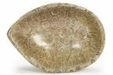 Polished Fossil Coral (Actinocyathus) Dish - Morocco #312173-1